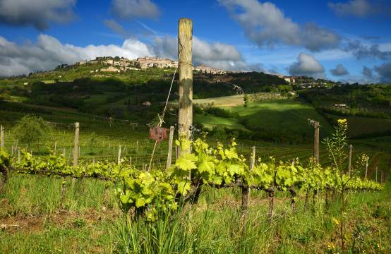 Wijngaarden met uitzicht op Montepulciano